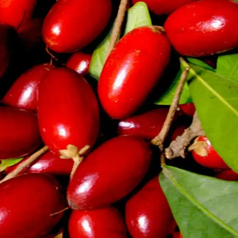 Original_9622_miracle-fruit-finedininglovers-TP