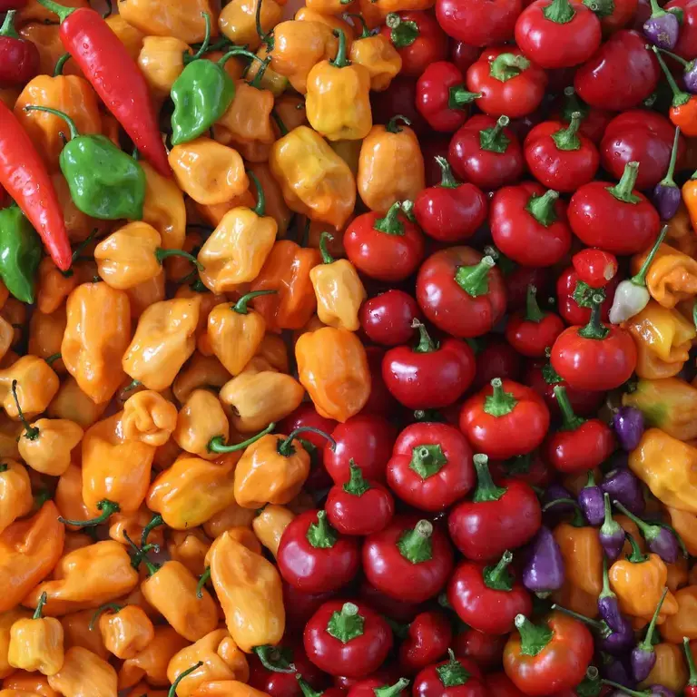 A vibrant selection of peppers.