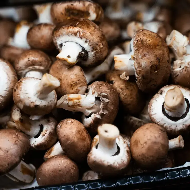 baby-bella-mushrooms