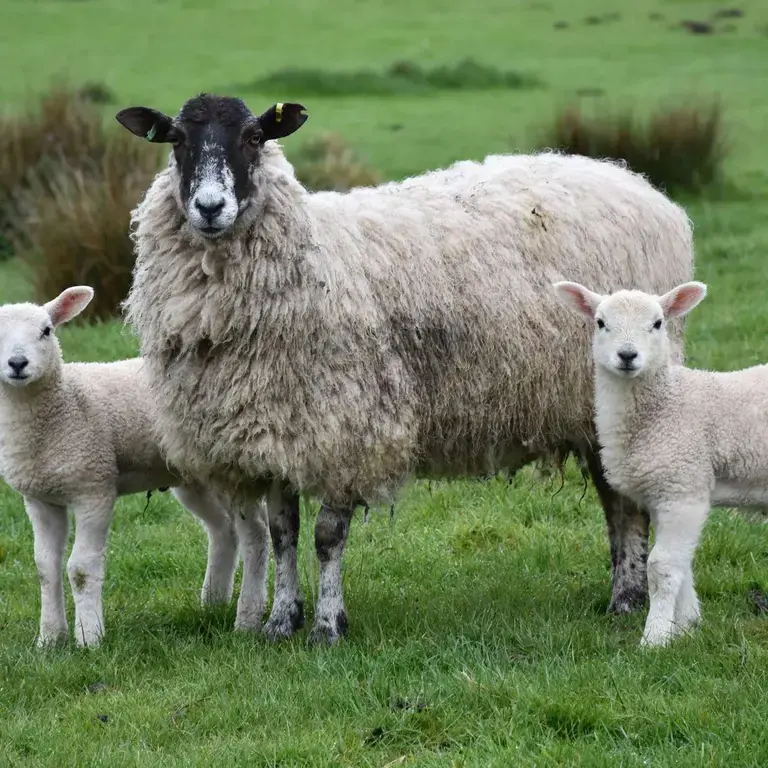 difference-lamb-mutton