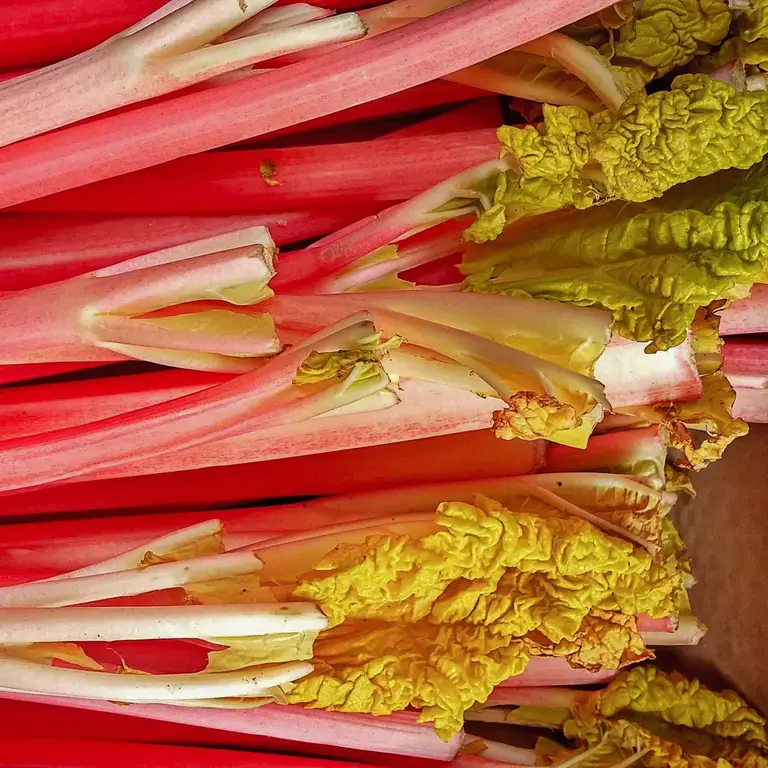 Forced Rhubarb