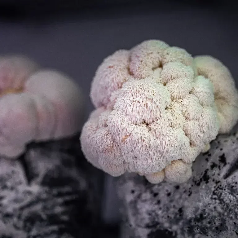 Lion's mane mushrooms at Fallow.