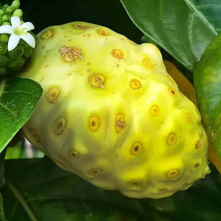 noni fruit ©iStock