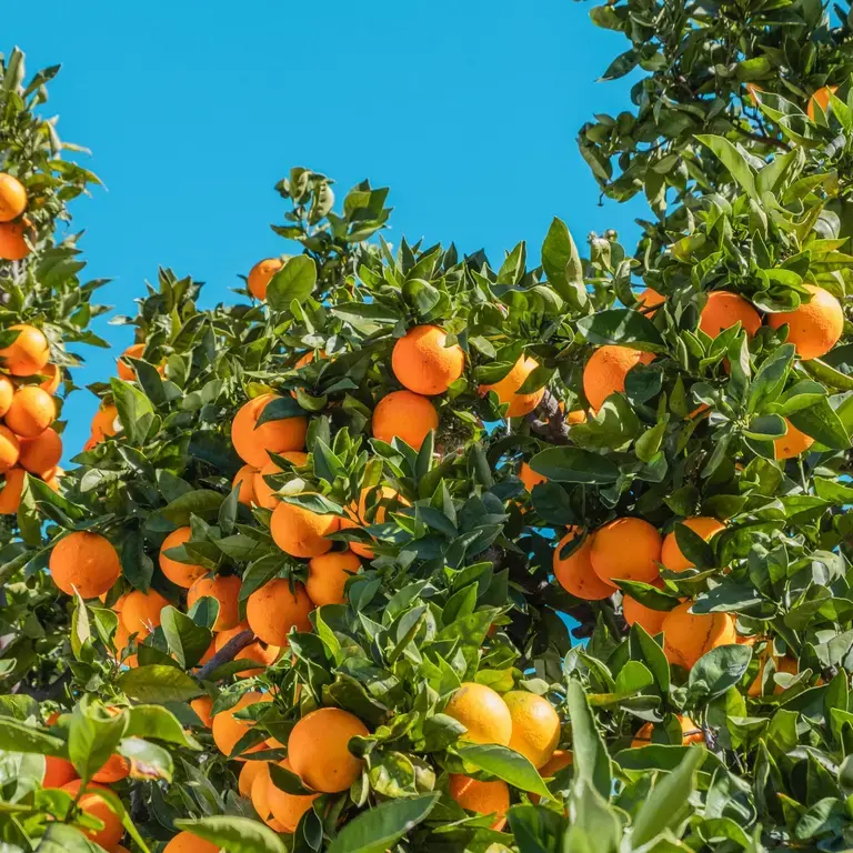 oranges on the tree