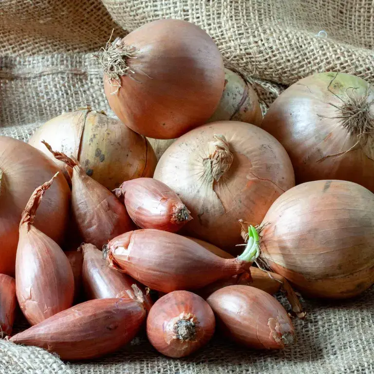 shallots-and-onions