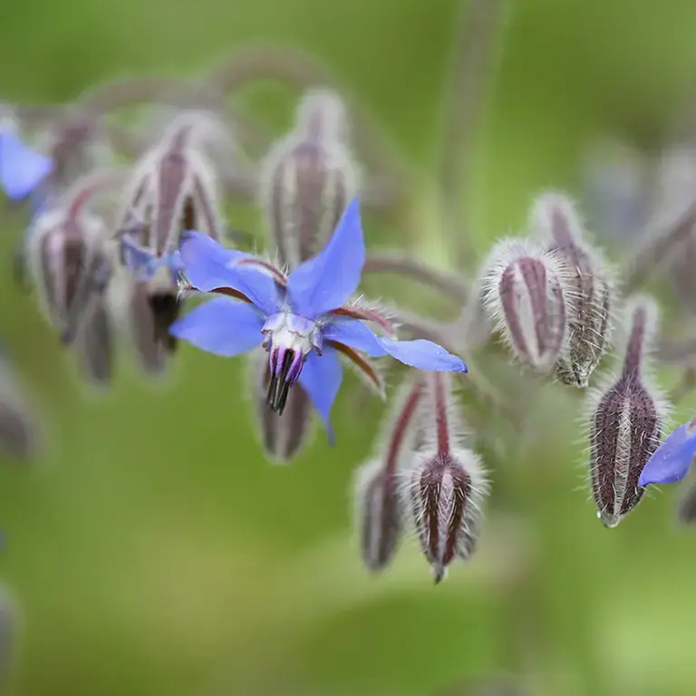 Blue-coloured borage flowers.