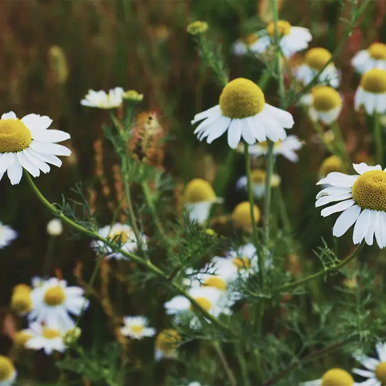A patch of chamomile flowers.