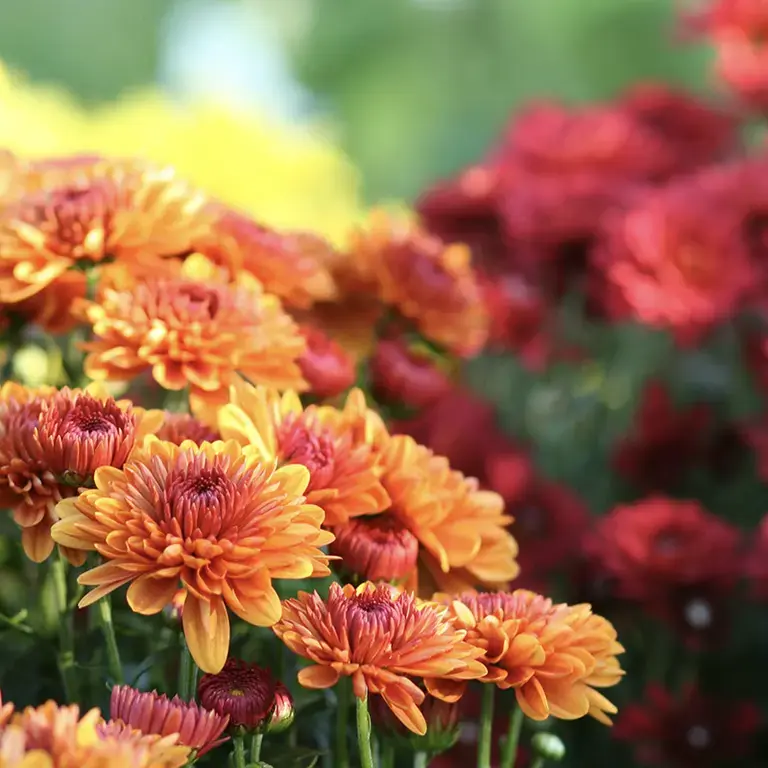 Richly coloured chrysanthemum flowers.