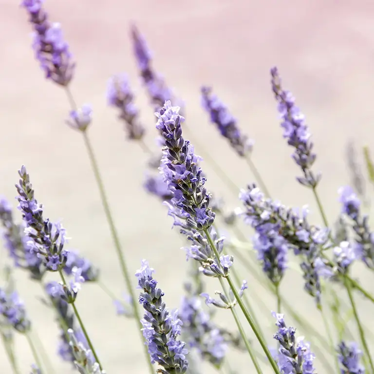 Lavender flowers.