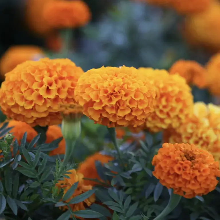 Orange marigold flowers.