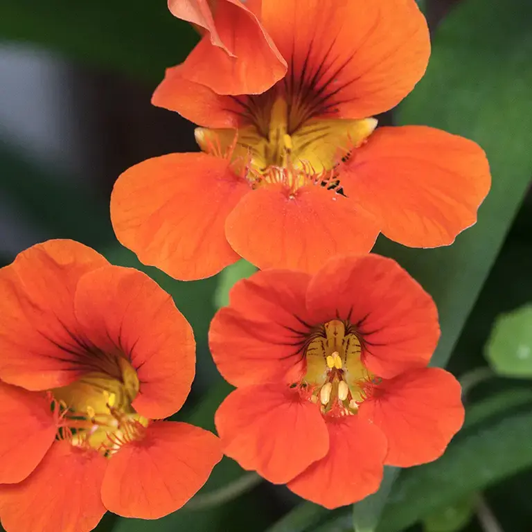 Bright orange nasturtium flowers.