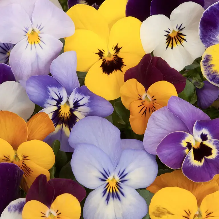 Pansies of various colours.