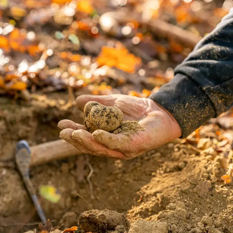 A person holding a truffle with a background of leaves.
