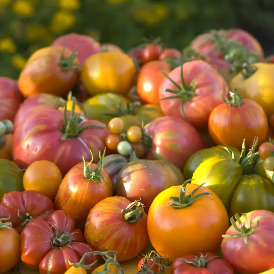 Selection of heirloom tomatoes.