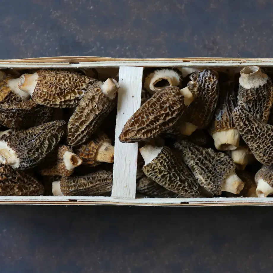 Morel mushrooms