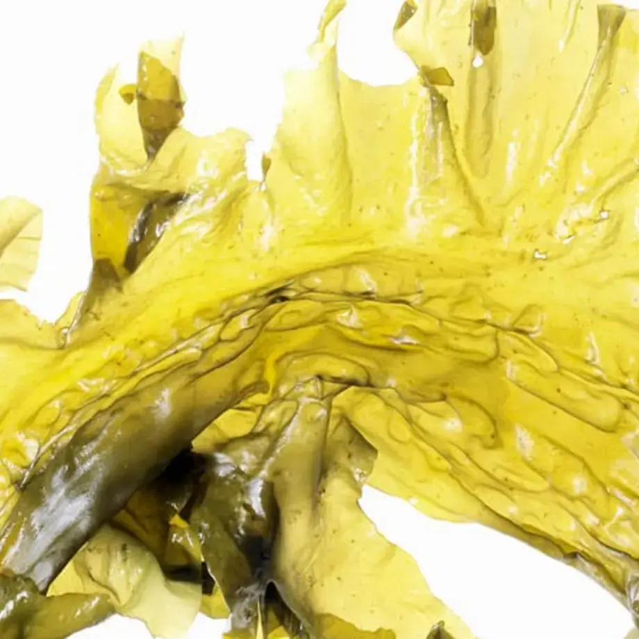 Original_11211_seaweed-finedininglovers-TP