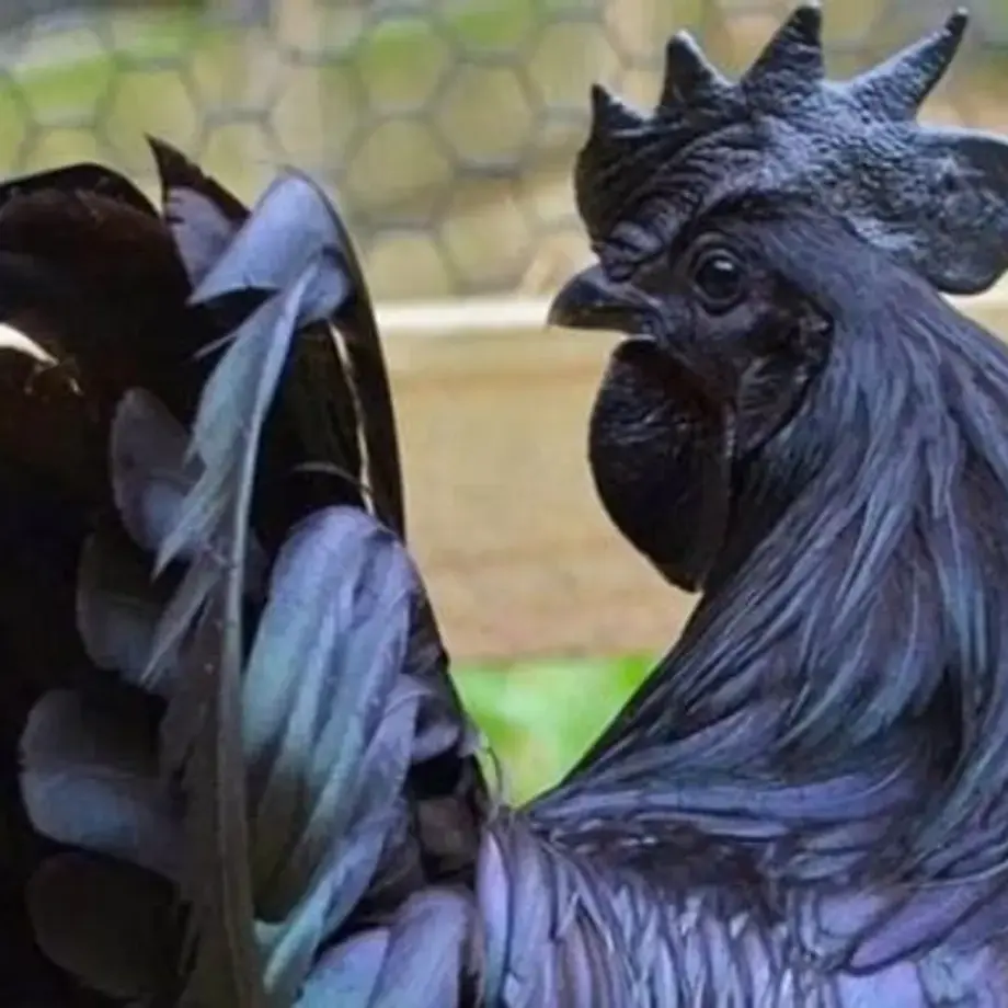 Meet the "Lamborghini of Poultry" Ayam Cemani Chicken