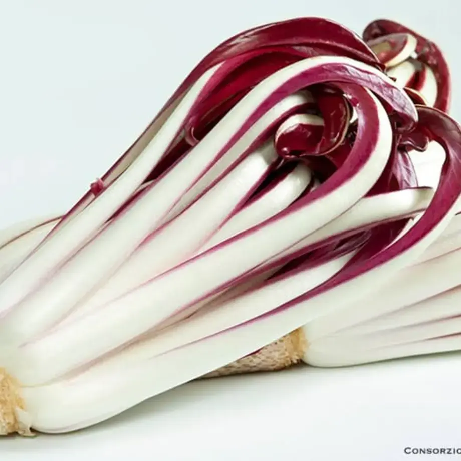 Original_14580_red-radicchio-TP
