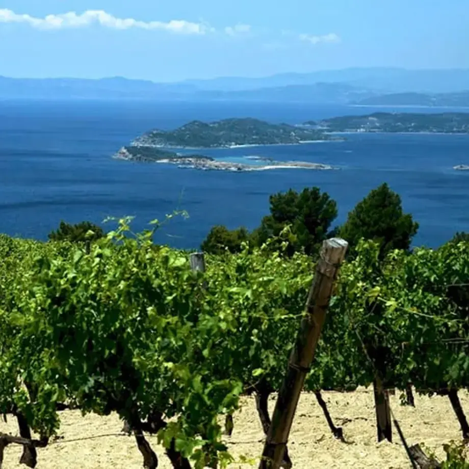 Mediterranean wines: 7 wines to try at least once in a lifetime