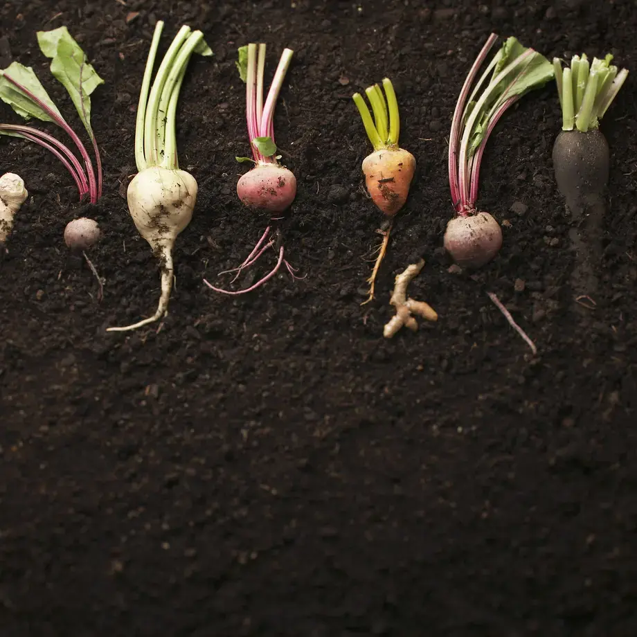 List of Root Vegetables: 11 Favourites plus Recipes