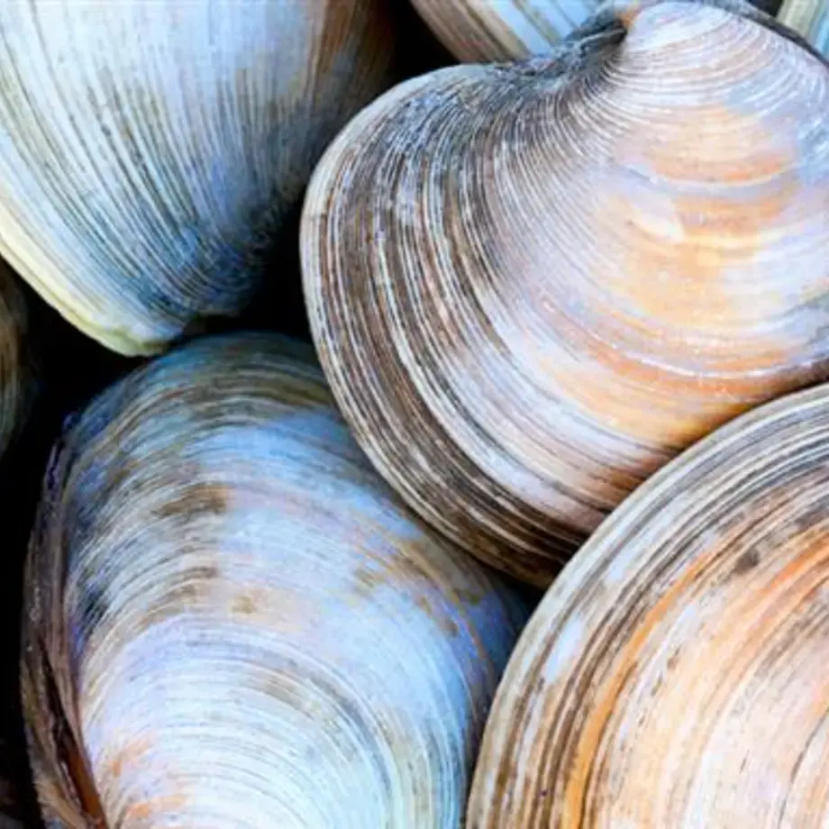 How To Clean Clams: An Essential Guide