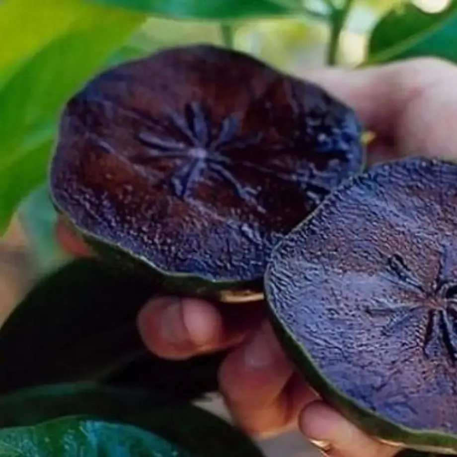 Black Sapote: The Fruit That Tastes Like Chocolate Pudding