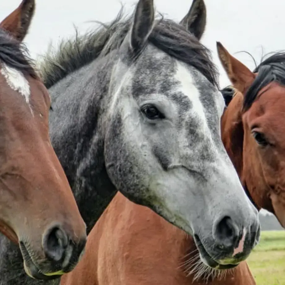 Why Horse Meat is Eaten in Italy
