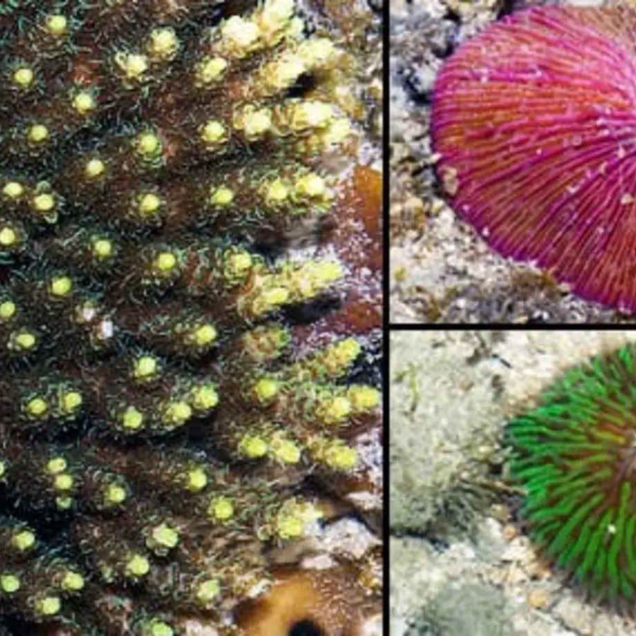 Original_248_mushrooms-bottom-sea-150