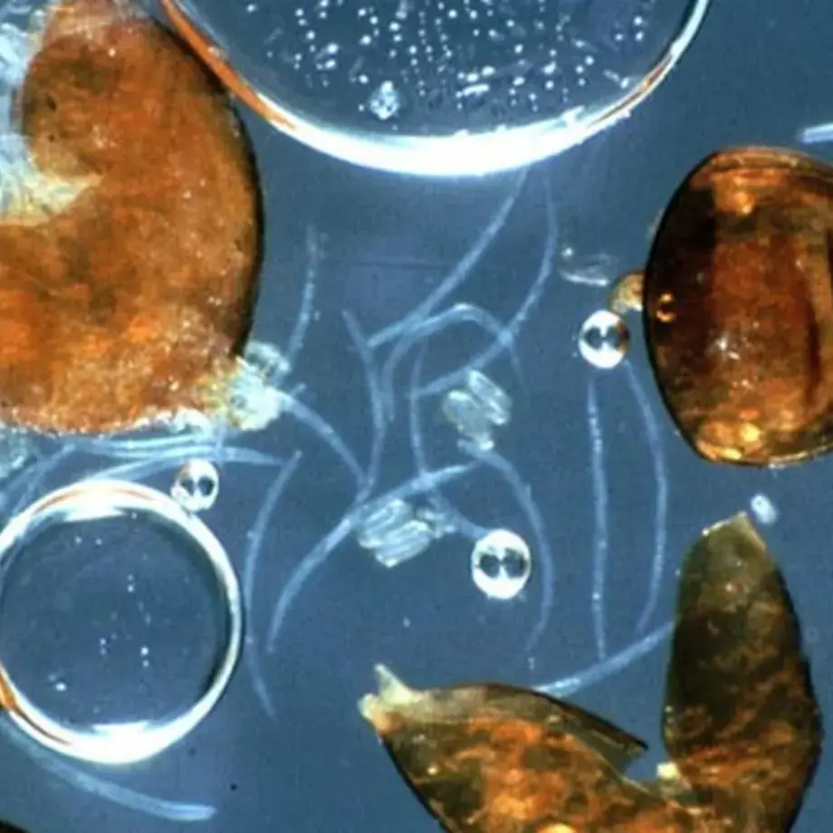 Original_6089_science-fried-fries-finedininglovers