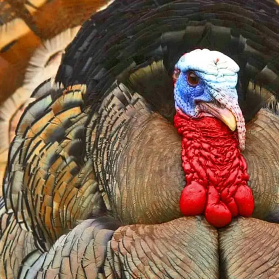 Original_6581_TP-turkey-finedininglovers