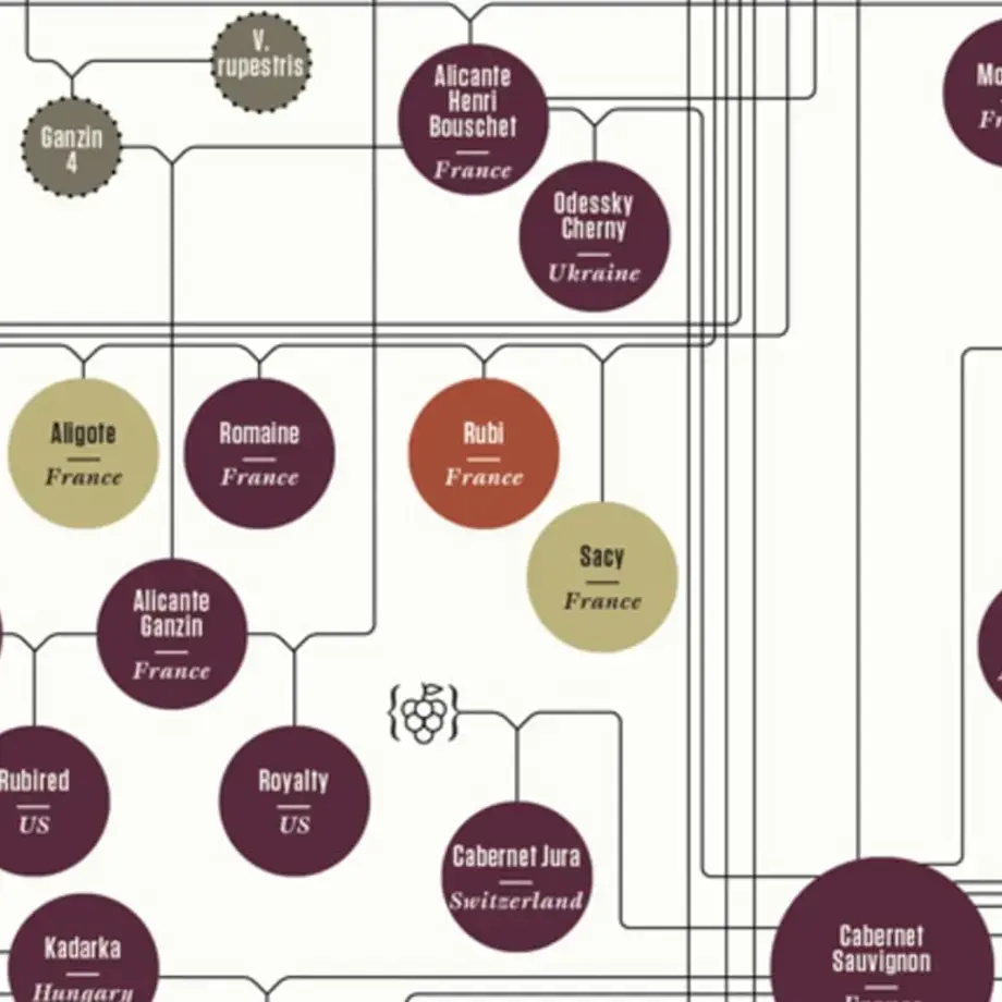 The Huge Family Tree of Wine - Impressive Infographic