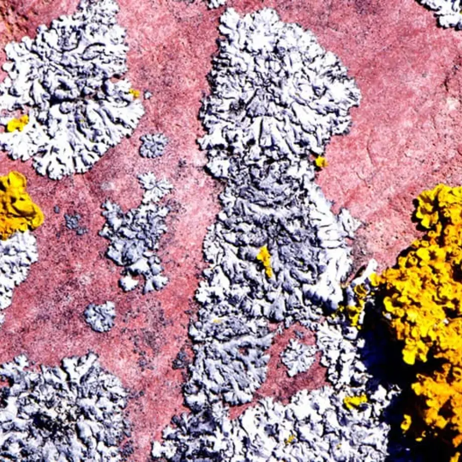 Original_9282_lichen-finedininglovers-TP