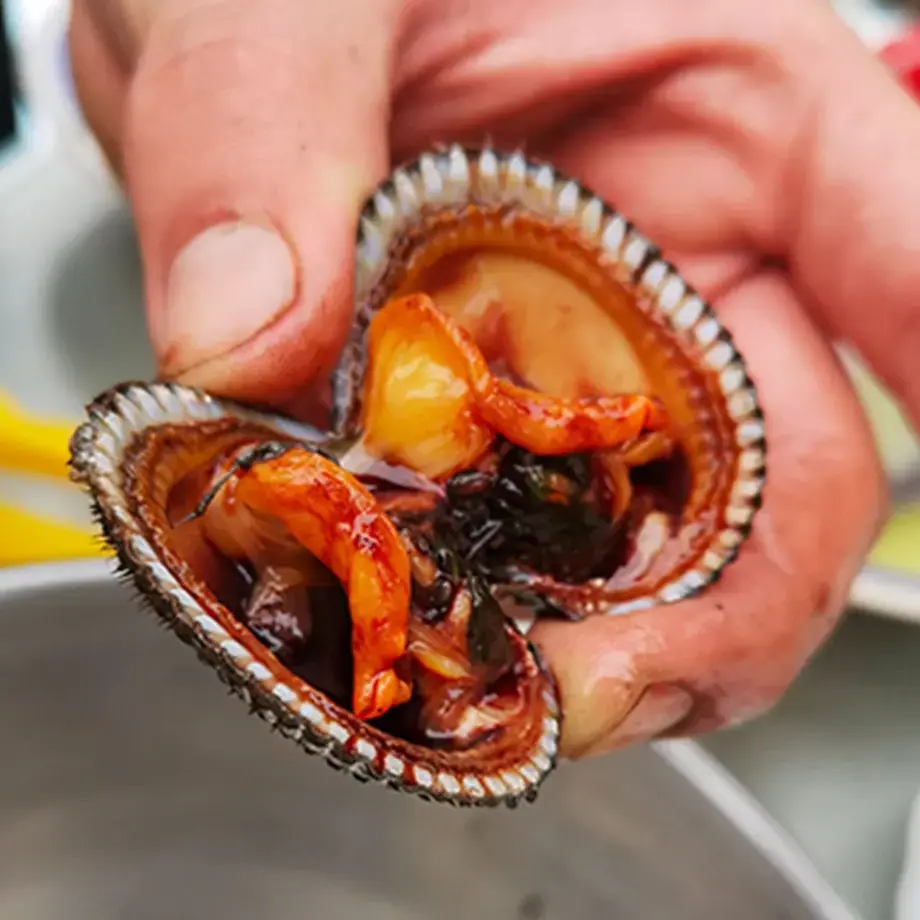 Opened Black Cockles