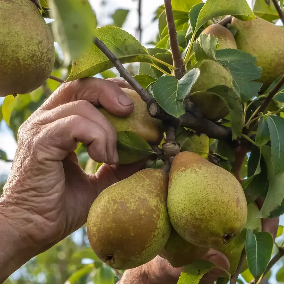 how to ripen pears ©iStock