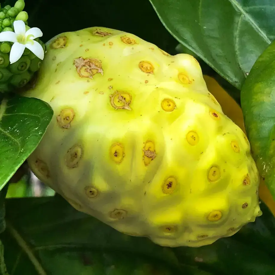 noni fruit ©iStock