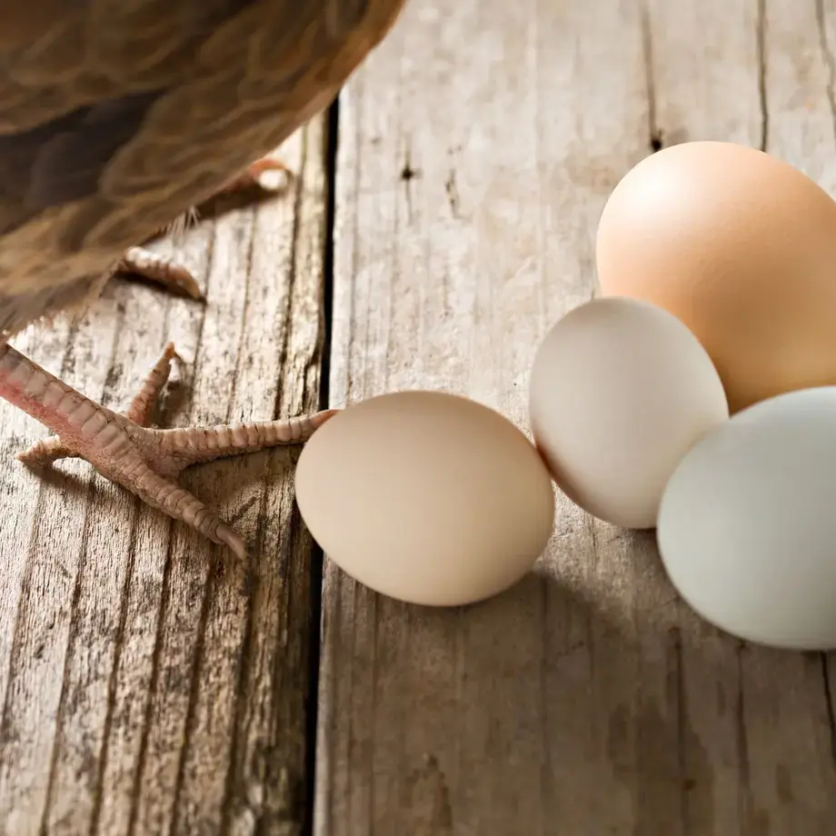 pullet-eggs