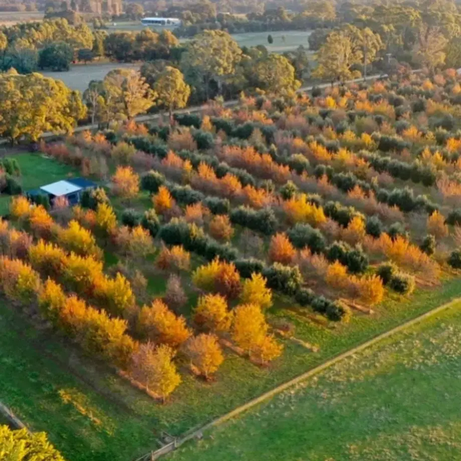 Black Cat Truffles by Liam Downes