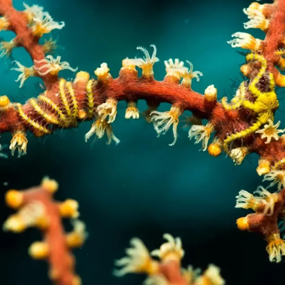 Tourism Tropical North Queensland