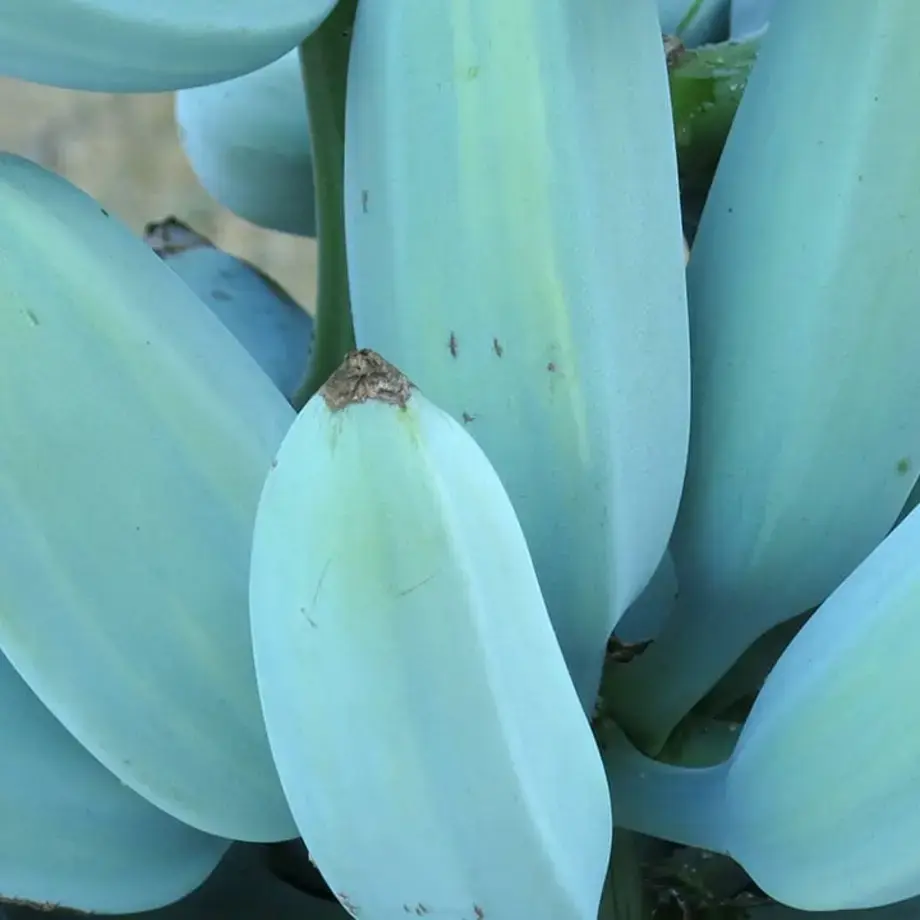 Blue Bananas