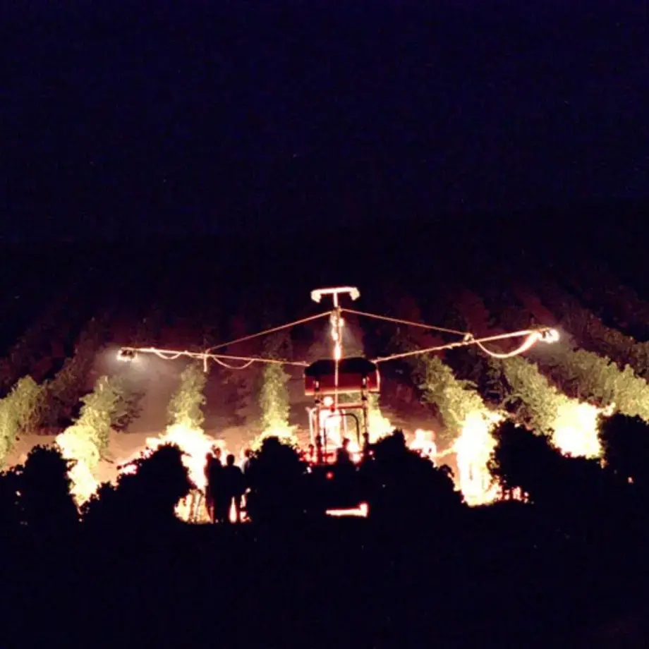 Donnafugata, a Wine Nightly Grape Harvest