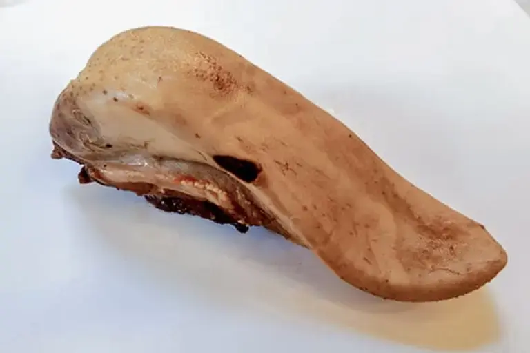 veal tongue