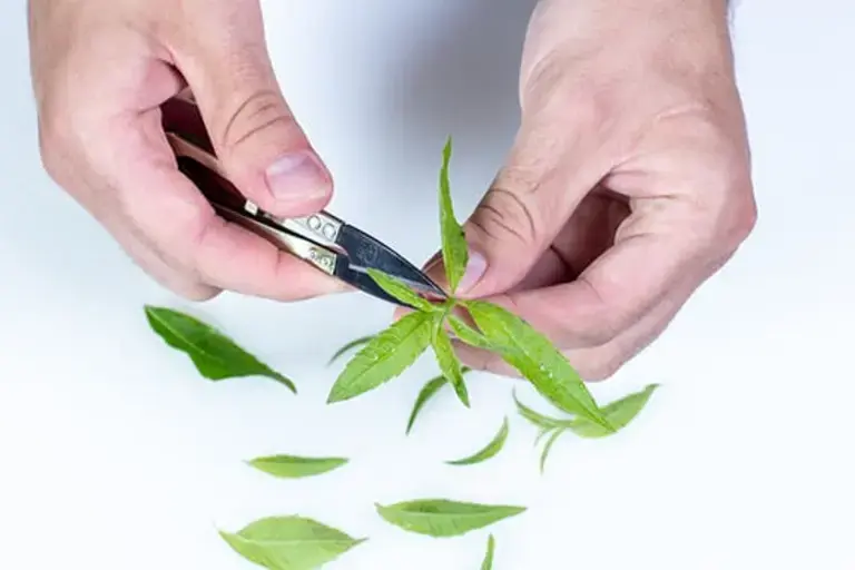 lemon werben Courtesy of Chef Łukasz Moneta