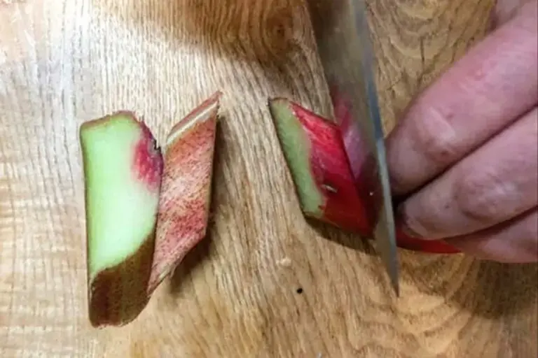 cutting rhubarb by Pippa Lovell