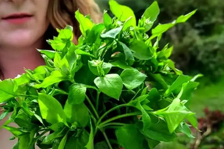 herbs from foraging by Pippa Lovell