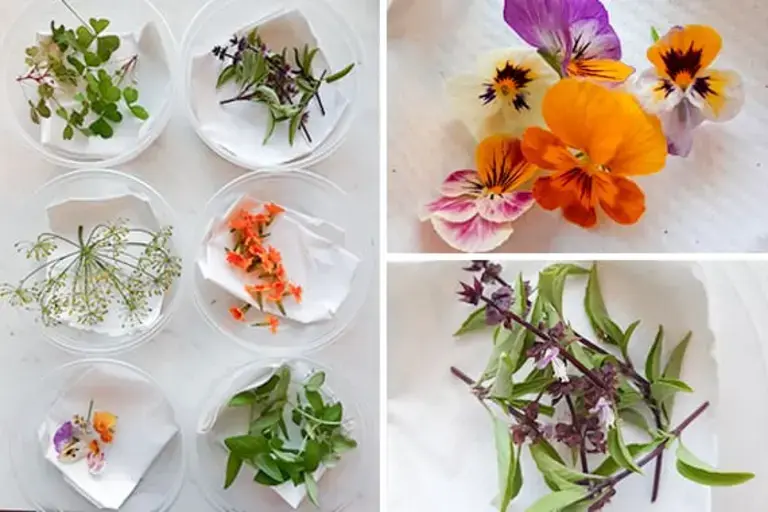 Edible flowers Courtesy of Sarah Farmer 