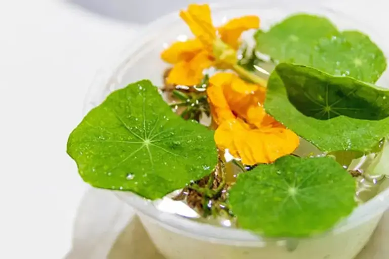 Citrus salad Courtesy of Chef Kezia Kristel