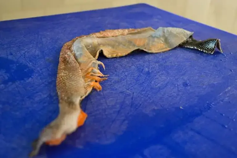 The fillet skin by Callan Austin