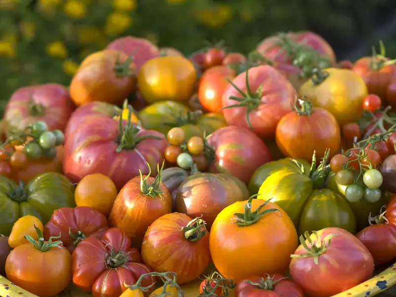 Selection of heirloom tomatoes.