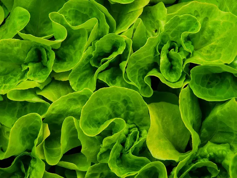 Bright green lettuce leaves.