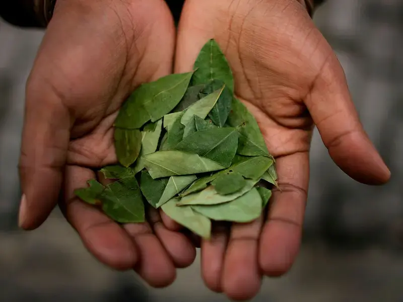 Cocoa Leaves